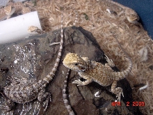 Yellow Beardie at 5 weeks Better Pic