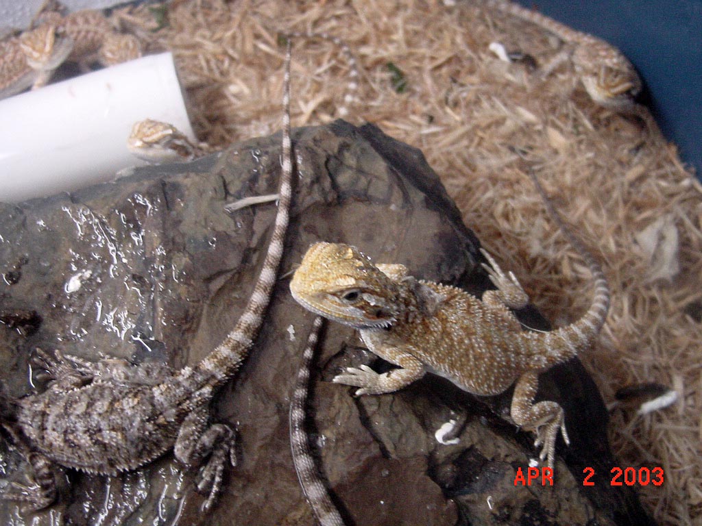 Yellow Beardie at 5 weeks Better Pic