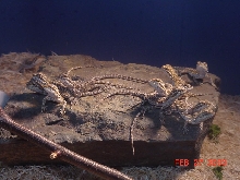Baby Beardies at 7-9 days old