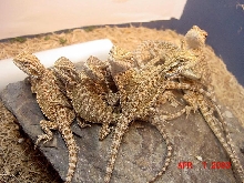 Beardies at 5 weeks old