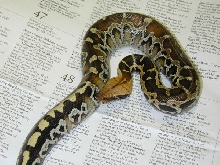 Sarawak Borneo Blood Male