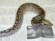 Sarawak Blood Female