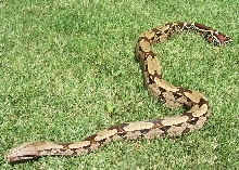 06 FeMale Pokigron BCC Rio Bravo