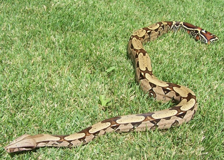 06 FeMale Pokigron BCC Rio Bravo