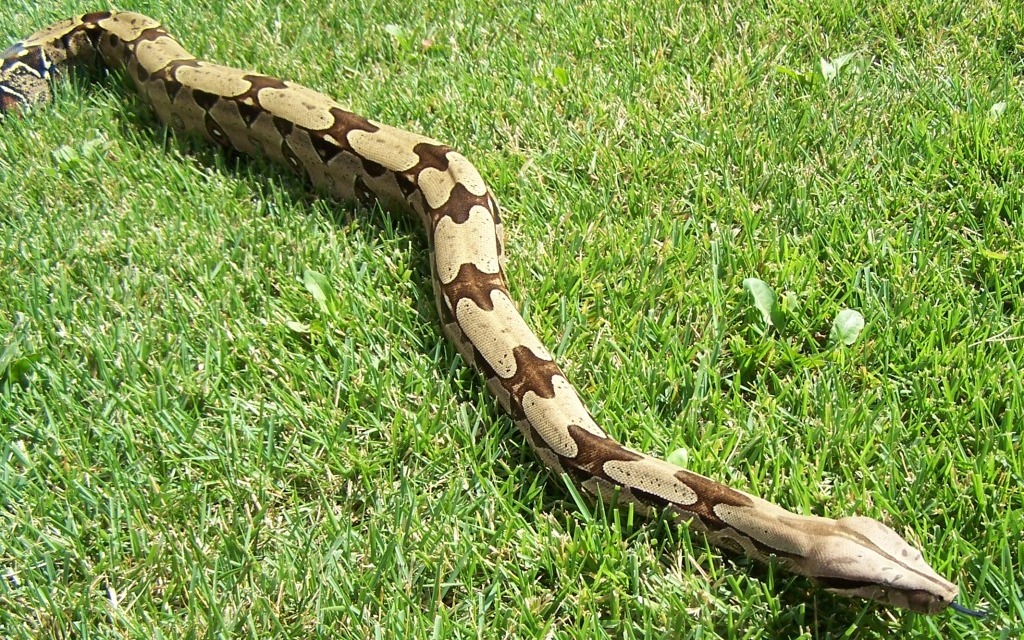06 FeMale Pokigron BCC Rio Bravo