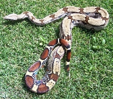 06 Male Pokigron BCC Rio Bravo