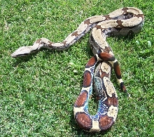 06 Male Pokigron BCC Rio Bravo