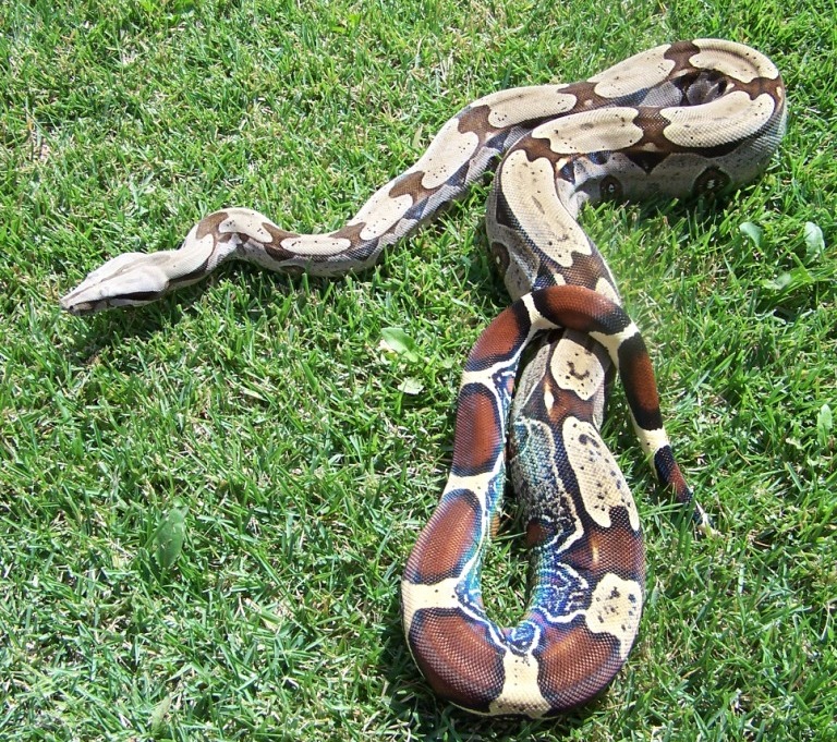 06 Male Pokigron BCC Rio Bravo
