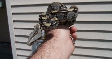 08 Female Longicauda Gulf Coast