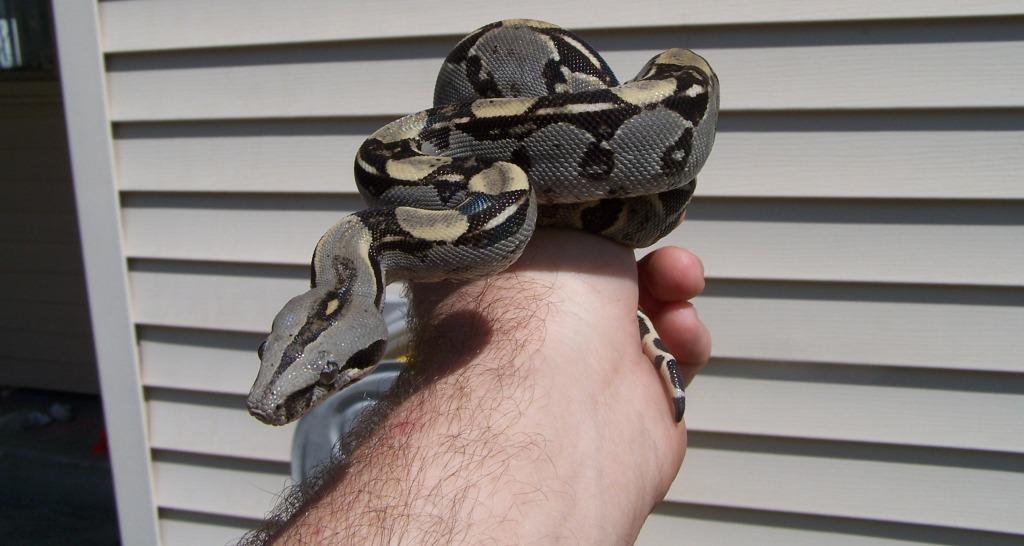 08 Female Longicauda Gulf Coast