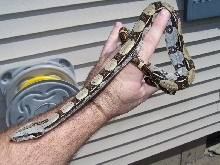 Male Longicauda Gulf Coast