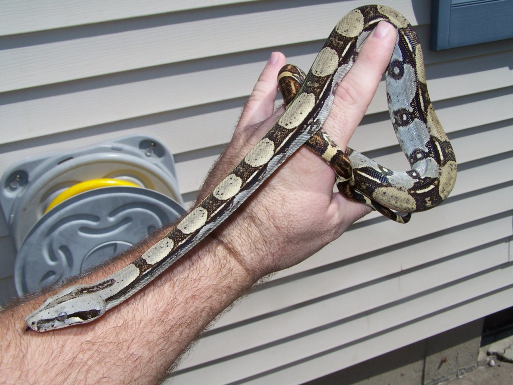 Male Longicauda Gulf Coast