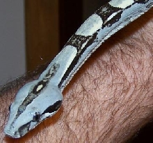 BCL blue female head detail
