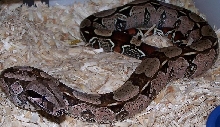CBMLBCC1106