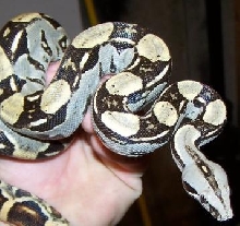 Blue female 15months