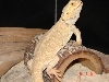 another pic of her. What color phase is this?