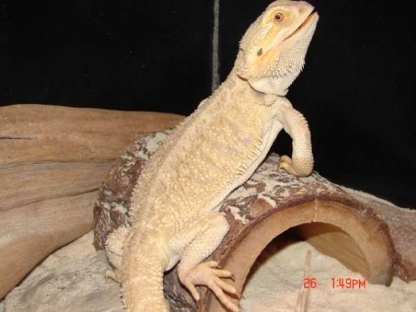 another pic of her. What color phase is this?