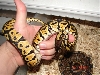 Another pic of the Granite Pastel