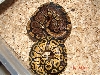 My Granite Pastel Ball