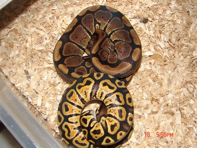 My Granite Pastel Ball