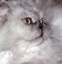 CassiePurr AngelHouseCat