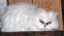 Missy TenHouseCats