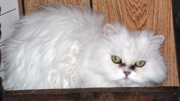 Missy TenHouseCats
