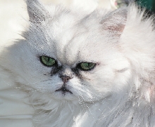 Purrscilla TenHouseCats