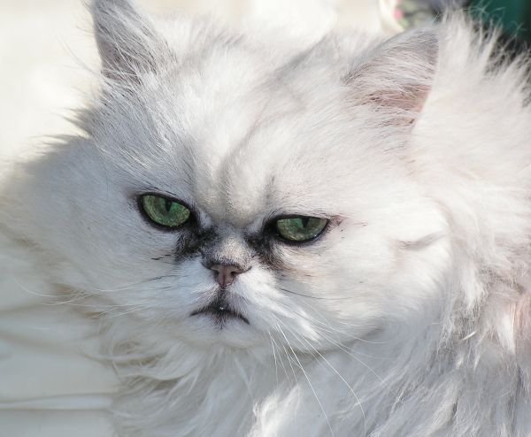 Purrscilla TenHouseCats