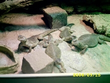 My Uros Aegyptius