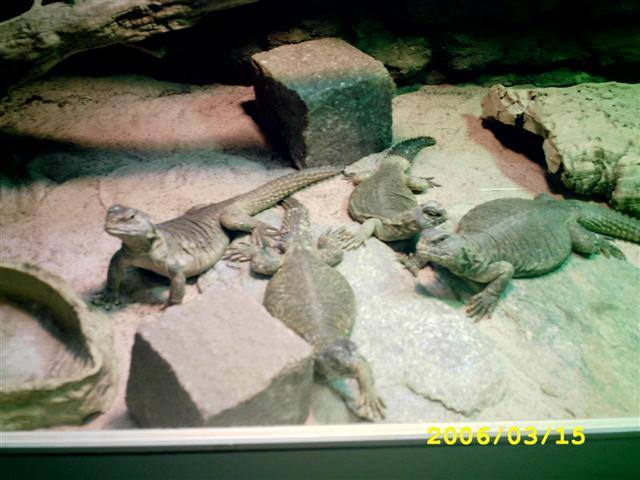 My Uros Aegyptius