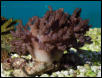 Saltwater - Austin Aquariums