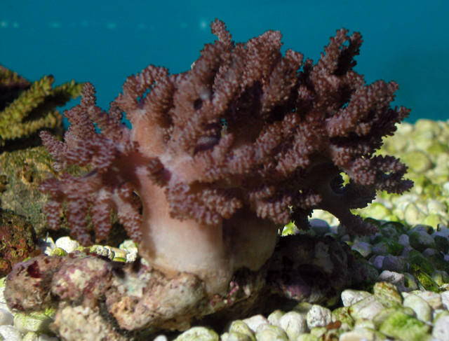 Saltwater - Austin Aquariums