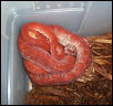 Red ATB