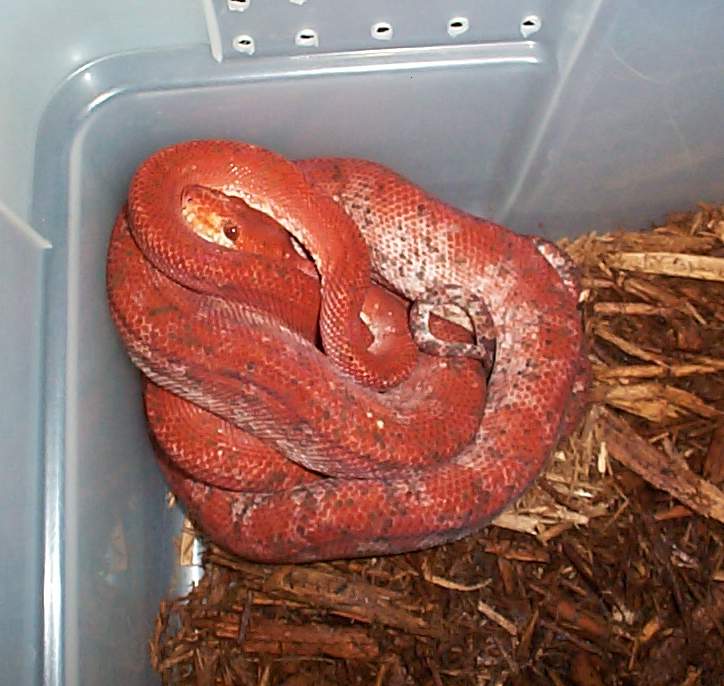 Red ATB