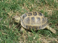 Desert tortoise