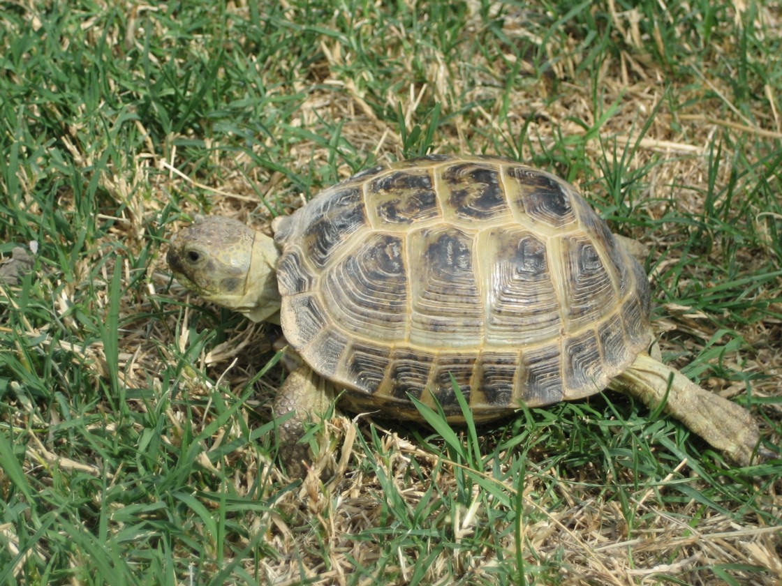 Desert tortoise