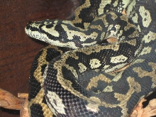 Jungle Carpet male