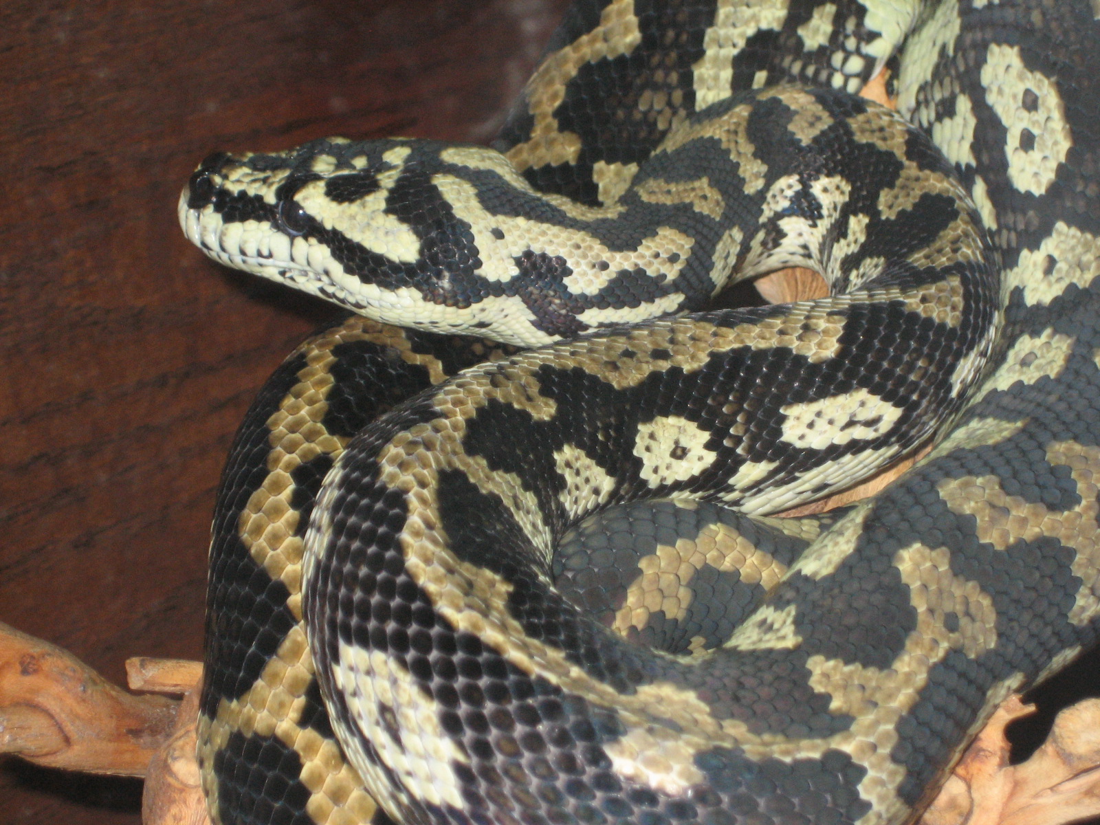Jungle Carpet male