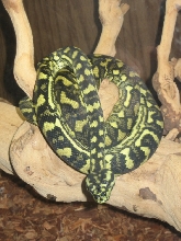 Jungle Carpet Python male