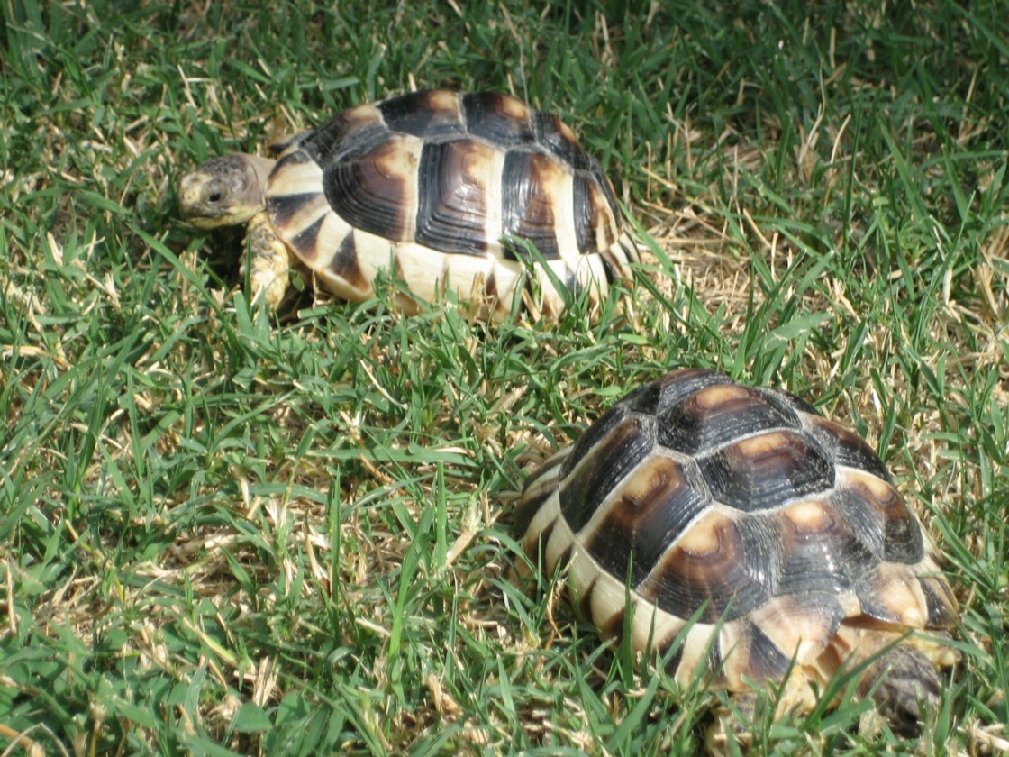 Marginated tortoise