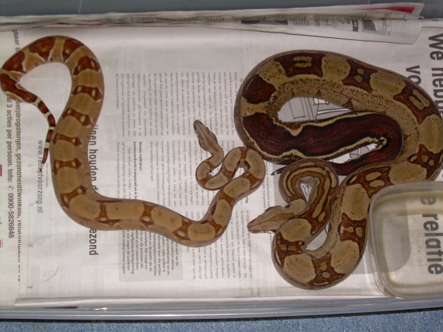 salmon and het.genetic striped