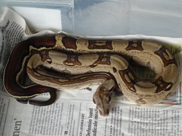 boa