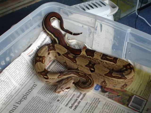 boa