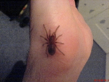 3 month old Mexican red-knee