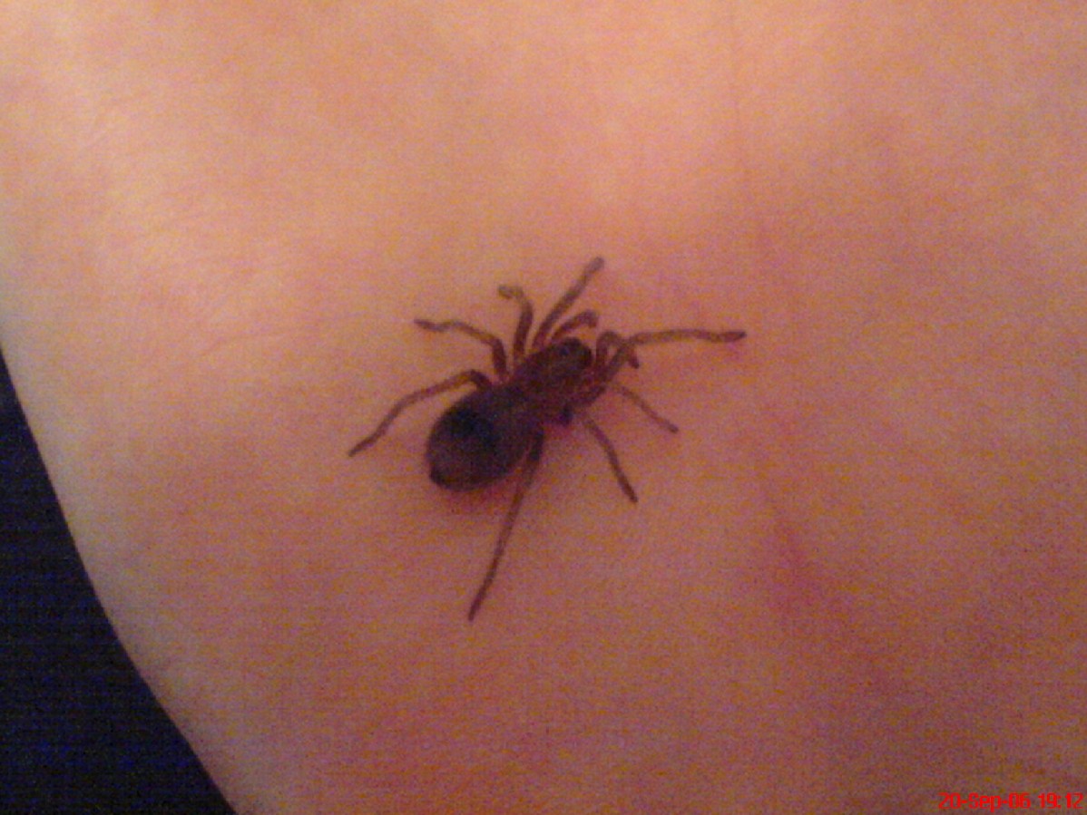 3 Month old Mexican red-knee