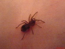 3 Month old Mexican red-knee