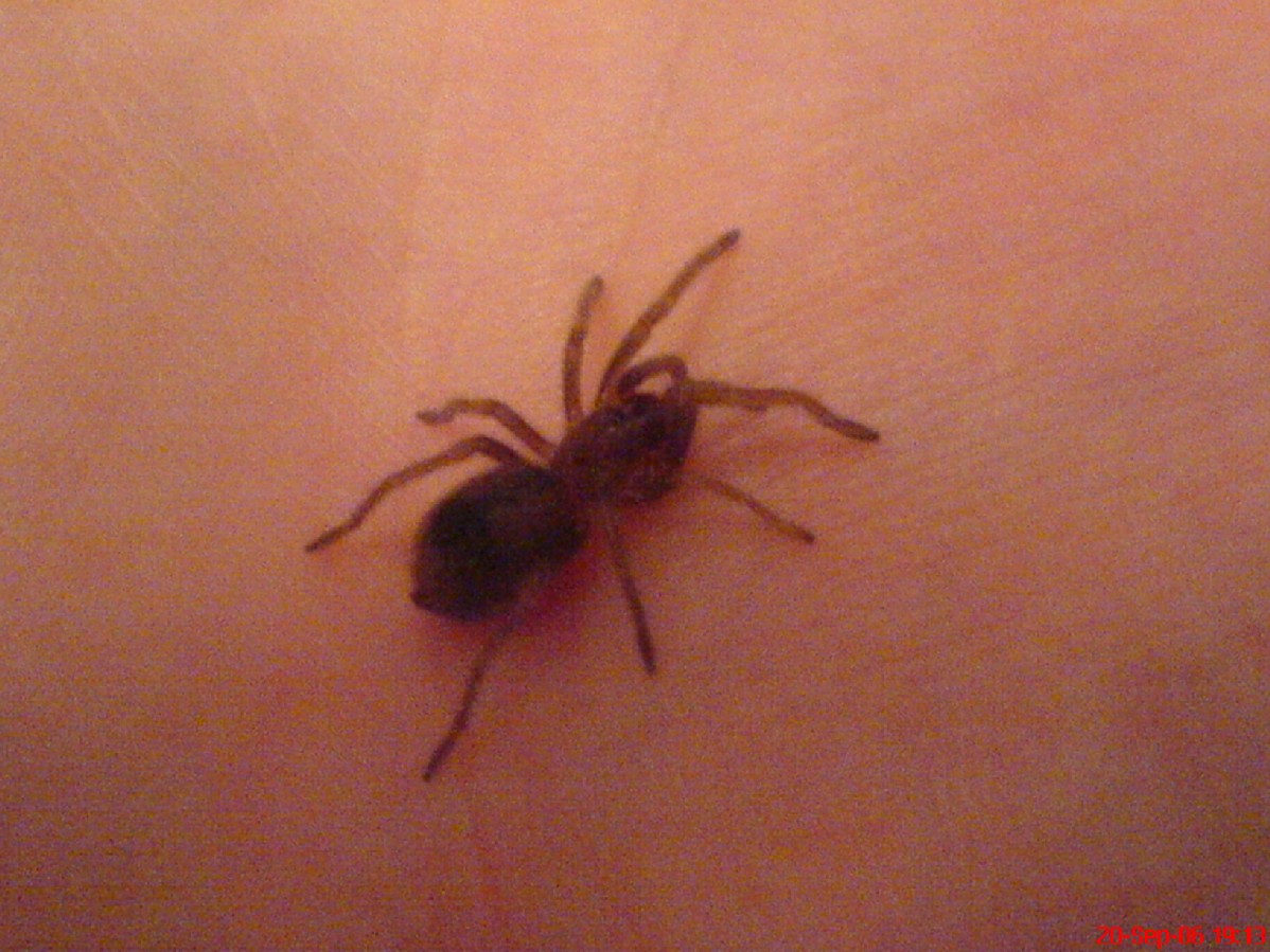 3 Month old Mexican red-knee