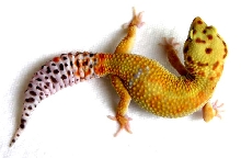 6 DOT