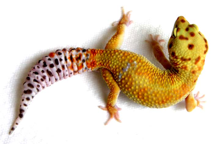 6 DOT